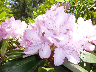 Sugar Pink Rhododedron