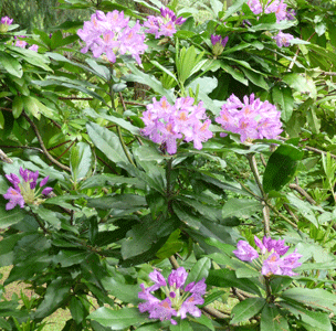 rootstock  rhody