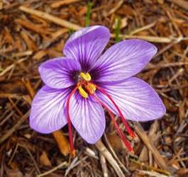 Saffron Crocus