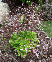 Saxifrage