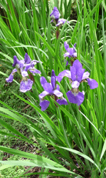 Siberian Irises