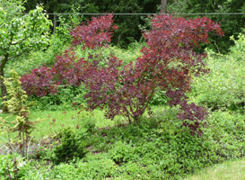 Smoke tree in burm at Winterhaven