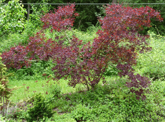 Smoke Tree