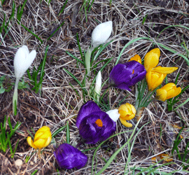 Boquet of standard crocus