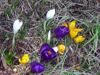 Cluster of standard crocuses