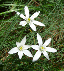 Star of Bethlehem