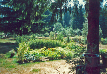 Garden at Wintherhaven Summer 1987