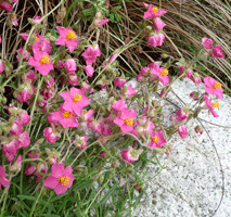 Sunrose (Helianthemum)