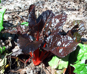 Swiss Chard