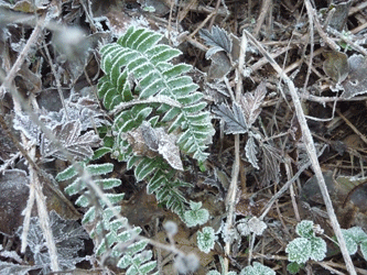 Sword fern with frost