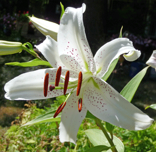 White Asiatic lily