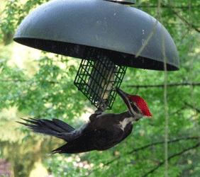 Pileated Woodpecker