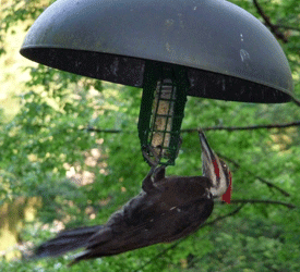 Pileated Woodpecker