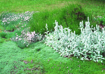 Wooly and creeping thyme